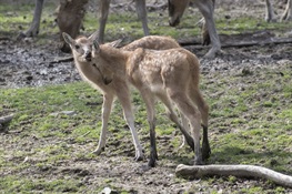 Bronx Zoo Welcomes Four Père David’s Deer Fawns